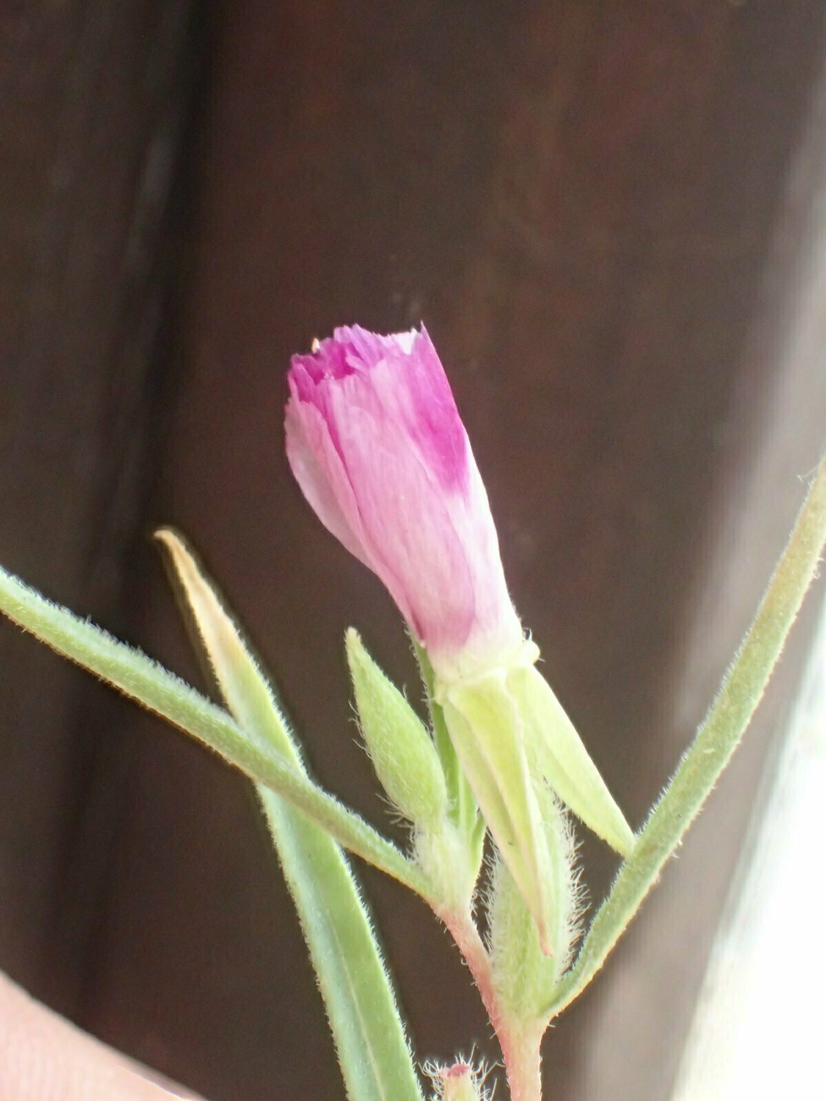 High Resolution Clarkia purpurea quadrivulnera Bud